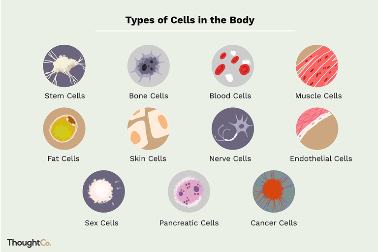 A diagram showing different types of cell in the human body: Stem Cells, Bone Cells, Blood Cells,Muscle Cells, Fat Cells, Skin Cells, Nerve Cells, Endothelial Cells, Sex Cells, Pancreatic Cells, Cancer Cells